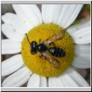 Andrena denticulata - Sandbiene m01.jpg